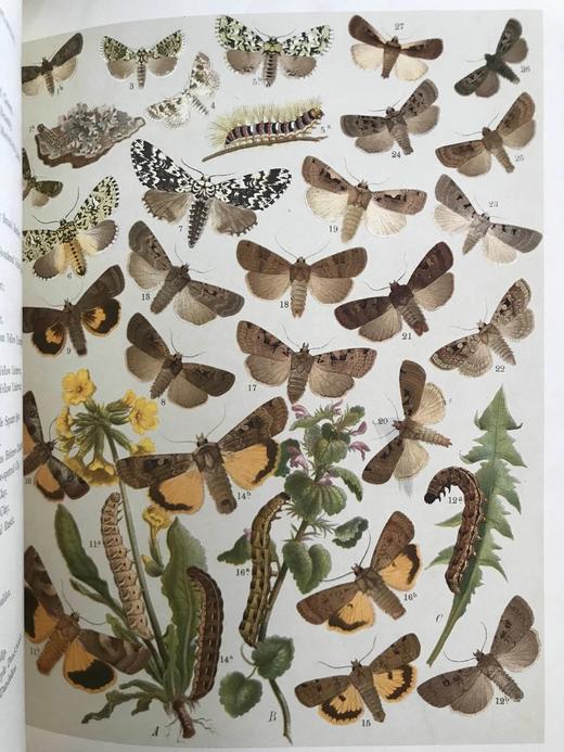 1907年 欧洲蝴蝶与飞蛾图鉴 54页彩色与大量黑白插图 真皮精装16开 商品图7