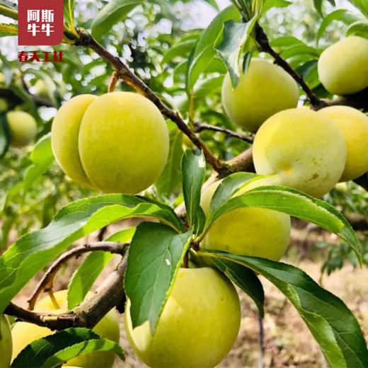 牛牛好货当季新鲜李中之王蜂蜜李3斤盒装包邮