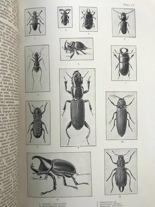 1925年 澳大利亚图解百科全书（全2卷） 数百幅插图 漆布精装16开 商品图8