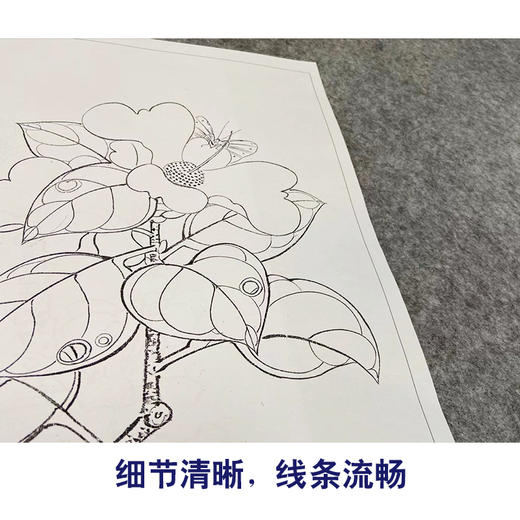 陈洪绶工笔画白描底稿花鸟草虫册小品一套十二幅册页尺寸30*40厘米MT01 商品图4