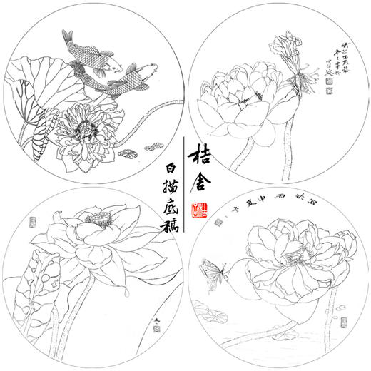 杨冬冬工笔画白描底稿荷花鲤鱼一套四幅初学者尺寸35*35厘米TY05 商品图1