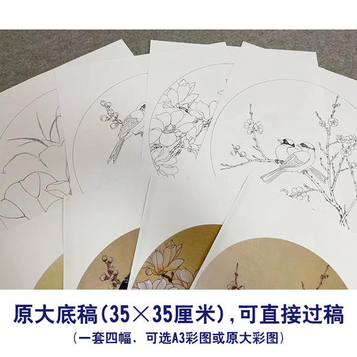 戴青池工笔画白描底稿荷花一套四幅初学者尺寸35*35厘米TD07 商品图3