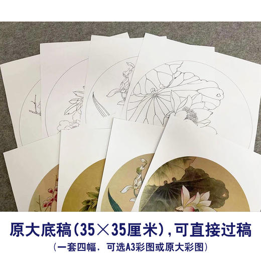 戴青池工笔画白描底稿荷花牡丹一套四幅初学者尺寸35×35厘米TD01 商品图2