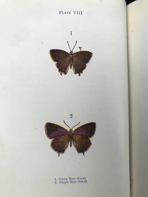约20世纪早期 蝴蝶与飞蛾图鉴 48幅彩色插图 漆布精装32开 商品图6