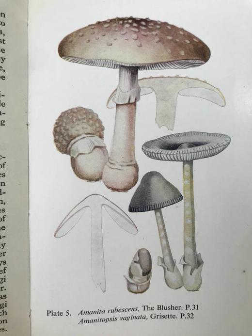 常见真菌图鉴 32幅彩色64幅黑白插图 精装64开 商品图6