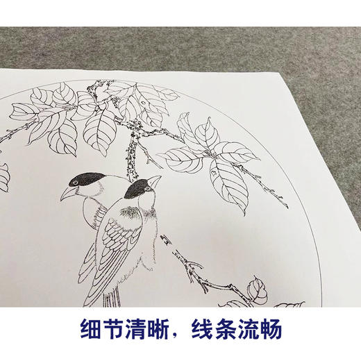 戴青池工笔画白描底稿荷花一套四幅初学者尺寸35*35厘米TD06 商品图4