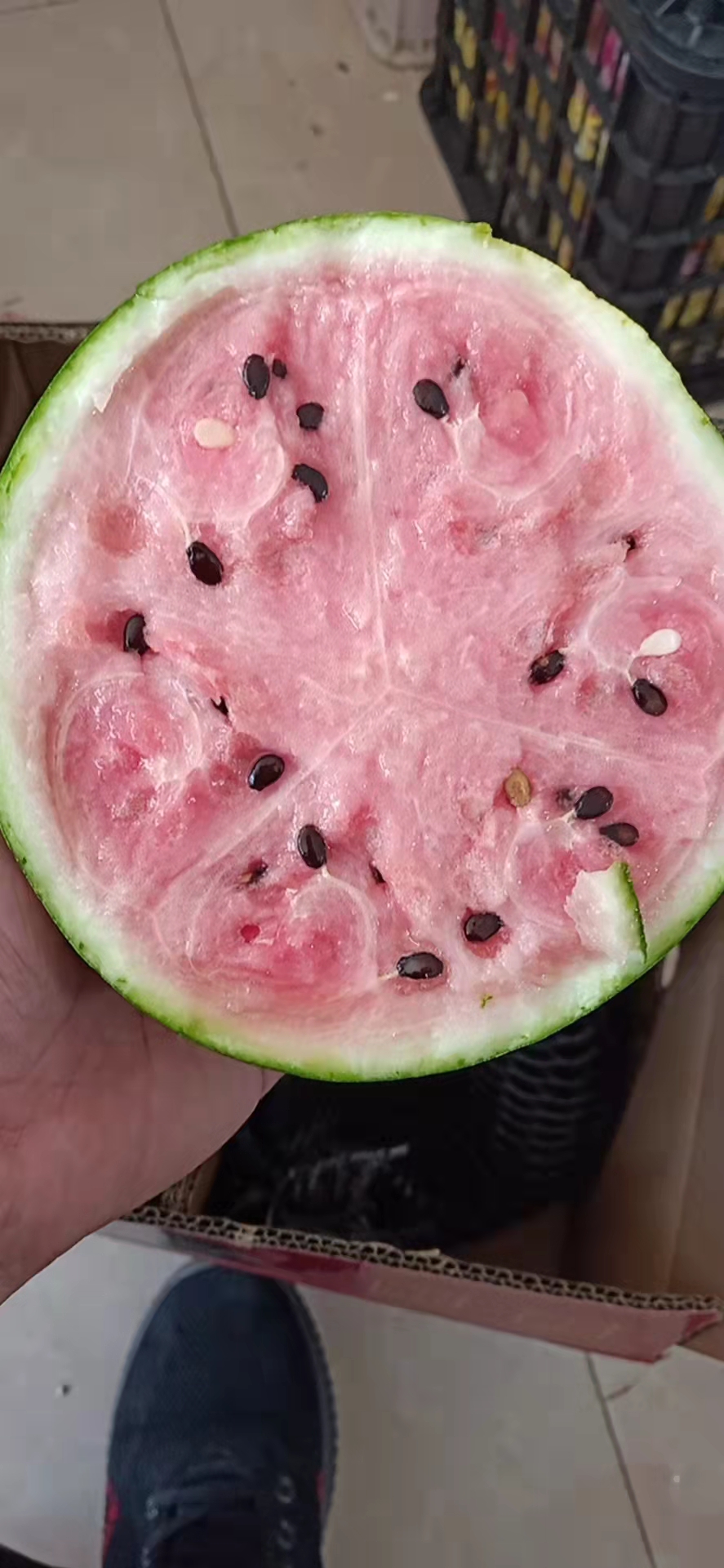 麒麟西瓜(粉色果肉)4--5斤