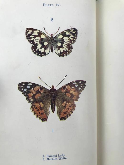 约20世纪早期 蝴蝶与飞蛾图鉴 48幅彩色插图 漆布精装32开 商品图10