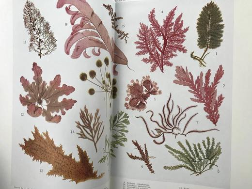 1925年 澳大利亚图解百科全书（全2卷） 数百幅插图 漆布精装16开 商品图4