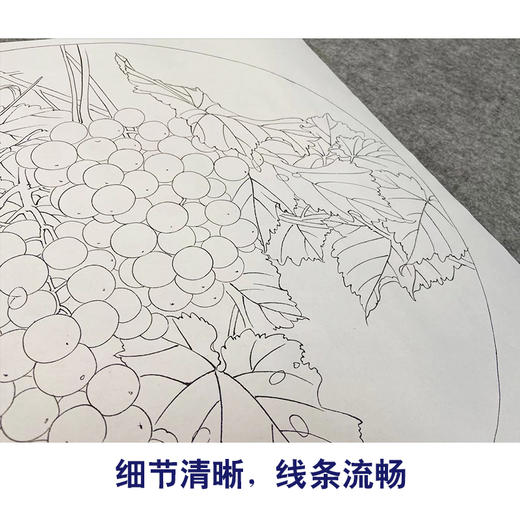 龚雪青工笔画白描底稿葡萄鲤鱼一套四张初学者尺寸42*42厘米TG03 商品图4