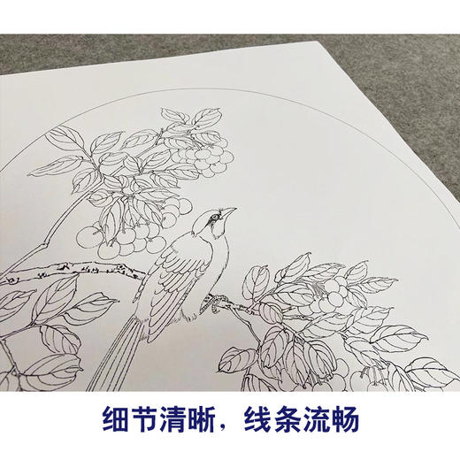 戴青池工笔画白描底稿樱桃翠鸟一套四幅初学者尺寸35*35厘米TD04 商品图4