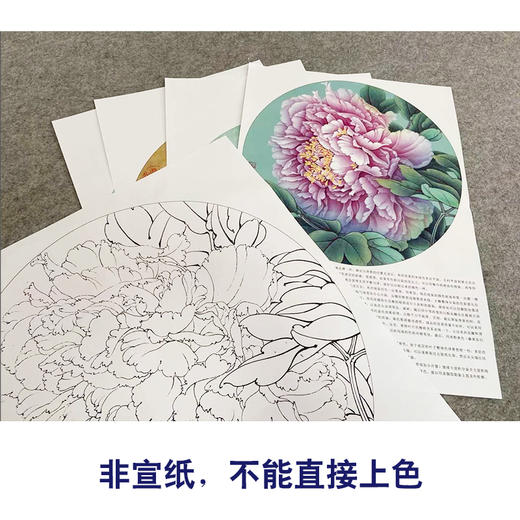 李晓明工笔花鸟画白描底稿牡丹蝴蝶一套四幅册页初学者尺寸40×40厘米TW02 商品图3