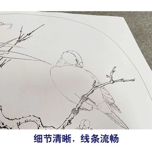 李晓明工笔花鸟画白描底稿麻雀葡萄小品一套九幅册页初学者尺寸35×38厘米TW08 商品图4