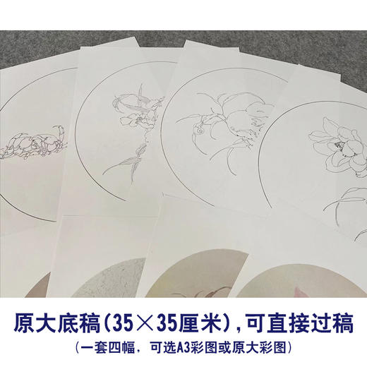 张莉莉工笔画白描底稿鹦鹉螃蟹一套四幅初学者尺寸35*35厘米-TZ03 商品图2