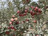 【全国包邮】新疆阿克苏冰糖心苹果（48小时内发货） 商品缩略图1