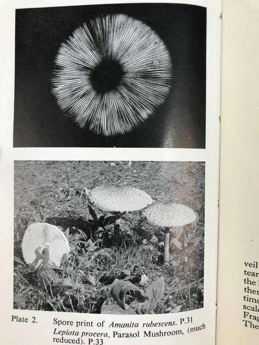 常见真菌图鉴 32幅彩色64幅黑白插图 精装64开 商品图13