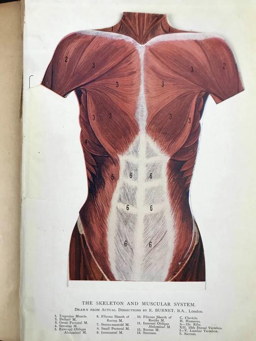 医学经典约20世纪早期 现代医生指南（全5卷） 3组彩色多层图与数百幅黑白插图 漆布精装18开 商品图6