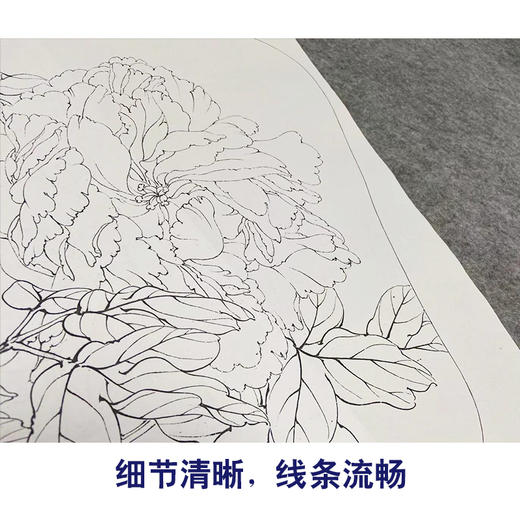 李晓明工笔花鸟画白描底稿荷花牡丹小品一套四幅册页初学者尺寸35*42厘米TW05 商品图4