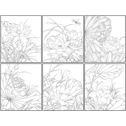 李晓明工笔花鸟画白描底稿荷花一套六幅册页尺寸35×40厘米花鸟线稿KF26 商品图1