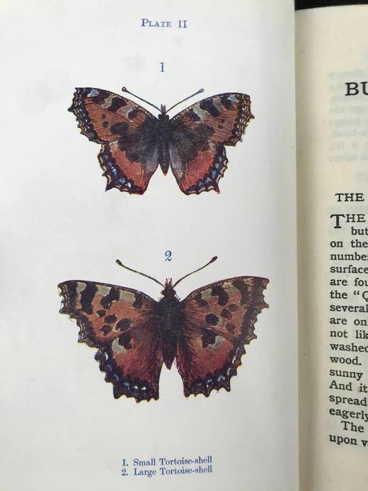 约20世纪早期 蝴蝶与飞蛾图鉴 48幅彩色插图 漆布精装32开 商品图12