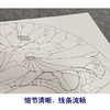 李晓明工笔花鸟画白描底稿牡丹荷花扇面小品一套四幅册页初学者尺寸32*63厘米TW04 商品缩略图4