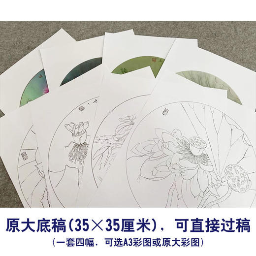 杨冬冬工笔画白描底稿荷花一套四幅初学者原大尺寸35×35厘米TY02 商品图2