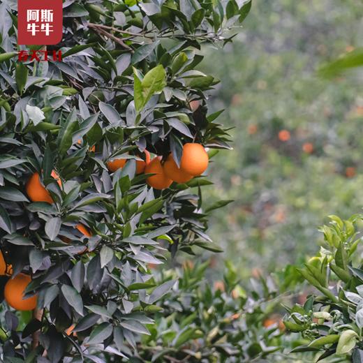大凉山雷波纽荷尔脐橙10斤装【中果】 商品图3