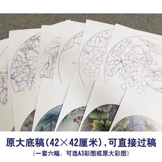 於文普工笔花鸟画白描底稿葡萄小品一套六幅册页尺寸42×42厘米花鸟线稿TA02 商品图2