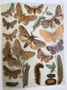 1907年 欧洲蝴蝶与飞蛾图鉴 54页彩色与大量黑白插图 真皮精装16开 商品缩略图11