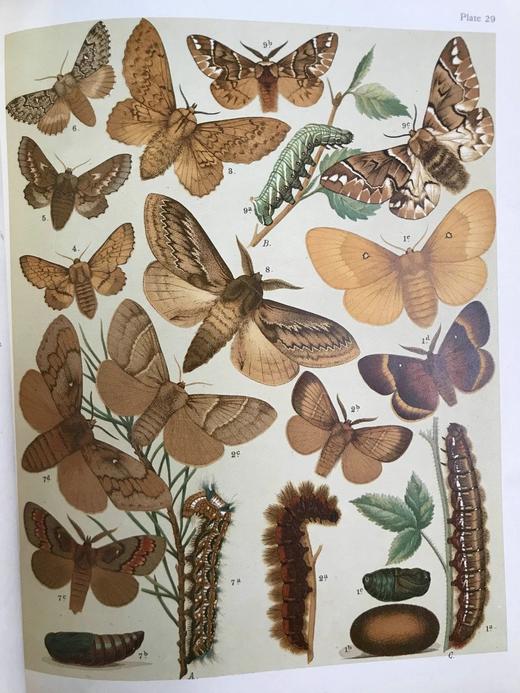 1907年 欧洲蝴蝶与飞蛾图鉴 54页彩色与大量黑白插图 真皮精装16开 商品图11