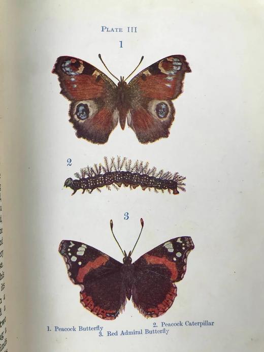 约20世纪早期 蝴蝶与飞蛾图鉴 48幅彩色插图 漆布精装32开 商品图11