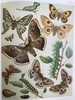 1907年 欧洲蝴蝶与飞蛾图鉴 54页彩色与大量黑白插图 真皮精装16开 商品缩略图13