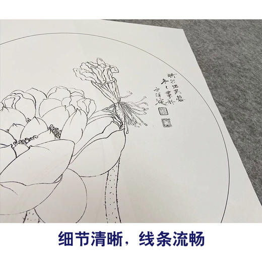杨冬冬工笔画白描底稿荷花鲤鱼一套四幅初学者尺寸35*35厘米TY05 商品图3