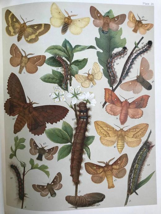 1907年 欧洲蝴蝶与飞蛾图鉴 54页彩色与大量黑白插图 真皮精装16开 商品图12
