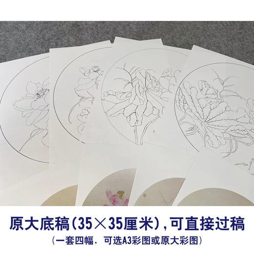 张莉莉工笔画白描底稿荷花一套四幅初学者尺寸35*35厘米TZ02 商品图3
