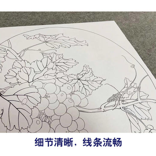 於文普工笔花鸟画白描底稿葡萄小品一套六幅册页尺寸42×42厘米花鸟线稿TA02 商品图4