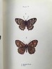 约20世纪早期 蝴蝶与飞蛾图鉴 48幅彩色插图 漆布精装32开 商品缩略图9
