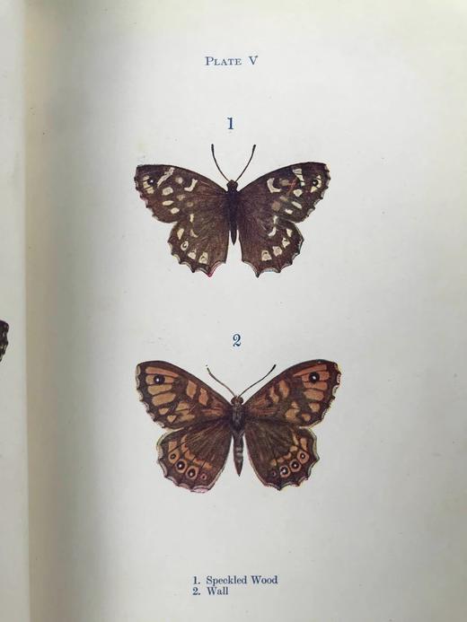 约20世纪早期 蝴蝶与飞蛾图鉴 48幅彩色插图 漆布精装32开 商品图9