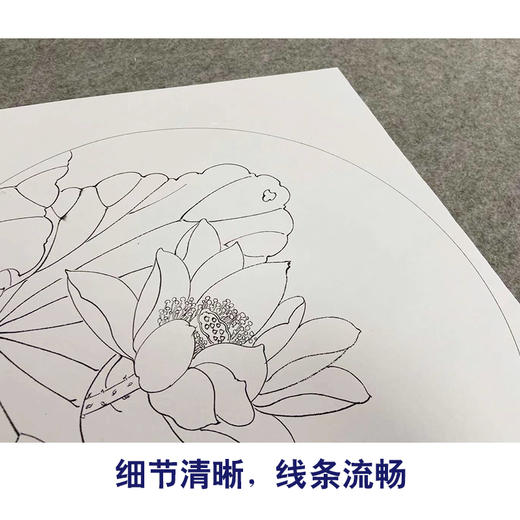 戴青池工笔画白描底稿荷花牡丹一套四幅初学者尺寸35×35厘米TD01 商品图4