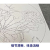 张莉莉工笔画白描底稿荷花一套四幅初学者尺寸35*35厘米TZ02 商品缩略图4