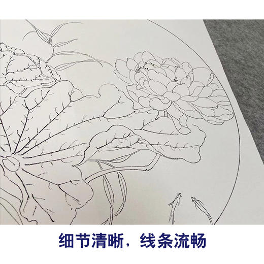 张莉莉工笔画白描底稿荷花一套四幅初学者尺寸35*35厘米TZ02 商品图4