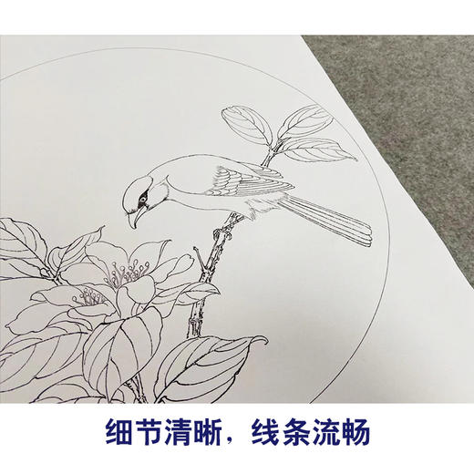 戴青池工笔画白描底稿荷花翠鸟一套四幅初学者尺寸35*35厘米TD05 商品图4