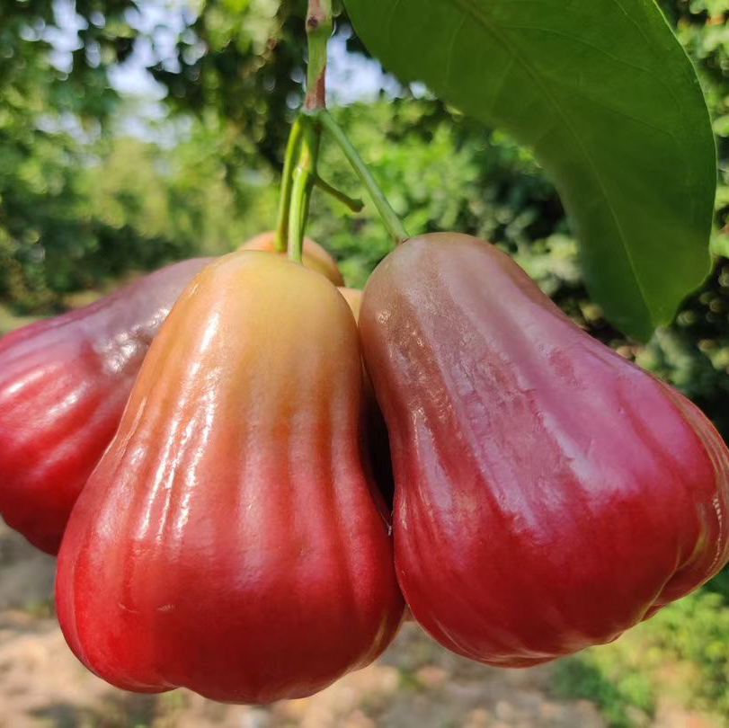 海南 南鹿一号  黑糖芭比 莲雾