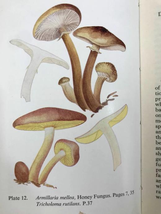 常见真菌图鉴 32幅彩色64幅黑白插图 精装64开 商品图8
