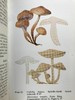 常见真菌图鉴 32幅彩色64幅黑白插图 精装64开 商品缩略图10