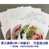 龚雪青工笔画白描底稿鲤鱼牡丹一套四幅初学者尺寸40×40厘米TG01 商品缩略图5