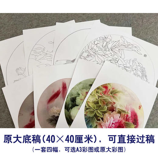 龚雪青工笔画白描底稿鲤鱼牡丹一套四幅初学者尺寸40×40厘米TG01 商品图5