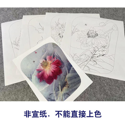 杨冬冬工笔画白描底稿荷花蜻蜓一套四幅初学者尺寸35*45厘米TY07 商品图3
