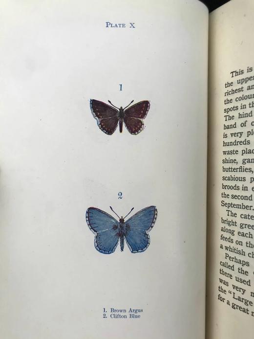 约20世纪早期 蝴蝶与飞蛾图鉴 48幅彩色插图 漆布精装32开 商品图4