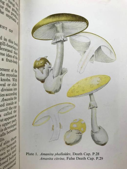 常见真菌图鉴 32幅彩色64幅黑白插图 精装64开 商品图5